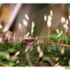 수염이끼(Hymenophyllum barbatum (Bosch) Baker) : 들국화