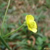 산미나리아재비(Ranunculus acris L. subsp. nipponicus (H.Hara) Hult?n) : 통통배