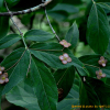 회목나무(Euonymus pauciflorus Maxim.) : 산들꽃