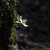 모데미풀(Megaleranthis saniculifolia Ohwi) : 고등어