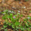 졸방제비꽃(Viola acuminata Ledeb.) : 박용석nerd