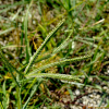 왕바랭이(Eleusine indica (L.) Gaertn.) : 추풍