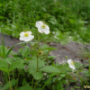 흰땃딸기(Fragaria nipponica Makino subsp. chejuensis Staudt & Olbricht) : 벼루
