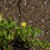 애기달맞이꽃(Oenothera laciniata Hill) : 통통배