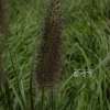 붉은수크령(Pennisetum alopecuroides var. erythrochaetum Ohwi) : 들국화