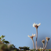 애기자운(Gueldenstaedtia verna (Georgi) Boriss.) : 목유화