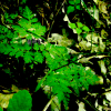 긴사상자(Osmorhiza aristata (Thunb.) Rydb.) : 설뫼