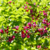 붉은병꽃나무(Weigela florida (Bunge) A.DC.) : 산들꽃