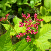 터리풀(Filipendula glaberrima (Nakai) Nakai) : 산들꽃