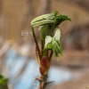 두릅나무(Aralia elata (Miq.) Seem.) : 봄까치꽃