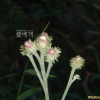 당분취(Saussurea tanakae Franch. & Sav. ex Maxim.) : 봄까치꽃