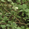 참반디(Sanicula chinensis Bunge) : 여울목