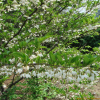 때죽나무(Styrax japonicus Siebold & Zucc.) : 봄까치꽃