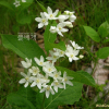 민백미꽃(Cynanchum ascyrifolium (Franch. & Sav.) Matsum.) : 둥근바위솔