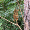 개옻나무(Toxicodendron trichocarpum (Miq.) Kuntze) : habal