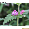 나도송이풀(Phtheirospermum japonicum (Thunb.) Kanitz) : 벼루