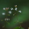 개털이슬(Circaea alpina subsp. caulescens (Komarov) Tatewaki) : 여로