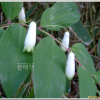 죽대(Polygonatum lasianthum Maxim.) : 산들꽃
