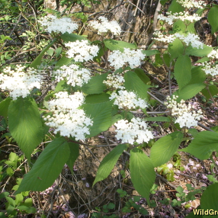 산가막살나무(Viburnum wrightii Miq.) : 봄까치꽃