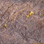 노랑하늘타리 : 산들꽃