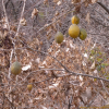 노랑하늘타리(Trichosanthes kirilowii var. japonica Kitam.) : 오솔
