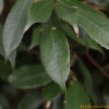 개가시나무(Quercus gilva Blume) : 오솔