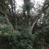 개가시나무(Quercus gilva Blume) : 오솔