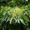 들메나무(Fraxinus mandshurica Rupr.) : 산들꽃