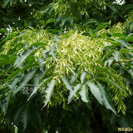 들메나무(Fraxinus mandshurica Rupr.) : 설뫼*