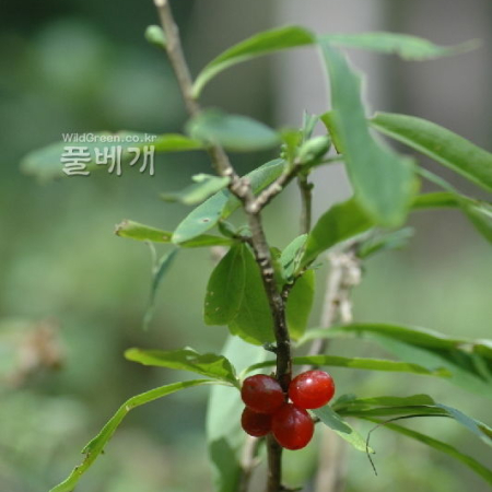두메닥나무(Daphne pseudomezereum var. koreana (Nakai) Hamaya) : 벼루