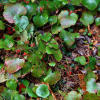겨울딸기(Rubus buergeri Miq.) : 통통배