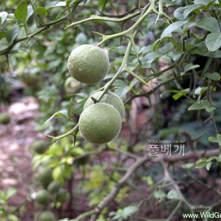 탱자나무(Poncirus trifoliata Raf.) : habal