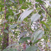 귀룽나무(Prunus padus L.) : 설뫼*