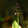 흑난초(Liparis nervosa (Thunb.) Lindl.) : 무심거사