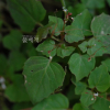 개털이슬(Circaea alpina subsp. caulescens (Komarov) Tatewaki) : 무심거사