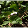 각시제비꽃(Viola boissieuana Makino) : 통통배