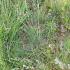 김의털(Festuca ovina L.) : 고들빼기