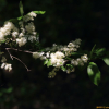 노린재나무(Symplocos sawafutagi Nagam.) : 꽃마리