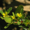 쇠비름(Portulaca oleracea L.) : 통통배
