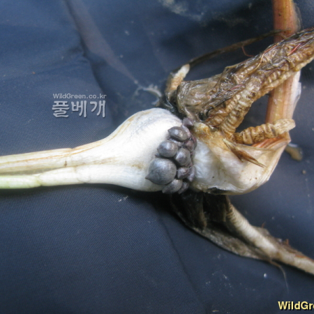 보풀(Sagittaria aginashi Makino) : kplant1