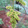 개옻나무(Toxicodendron trichocarpum (Miq.) Kuntze) : 꽃마리