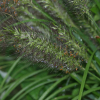 붉은수크령(Pennisetum alopecuroides var. erythrochaetum Ohwi) : 들국화