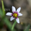 흰등심붓꽃(Sisyrinchium angustifolium for. album J.K.Sim & Y.S.Kim) : 풀잎사랑