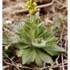 꽃다지(Draba nemorosa L.) : 들꽃따라