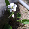 흰젖제비꽃(Viola lactiflora Nakai) : 별꽃