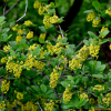 매발톱나무(Berberis amurensis Rupr.) : 무심거사