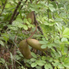으름덩굴(Akebia quinata (Thunb.) Decne.) : habal