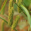 왕비늘사초(Carex maximowiczii Miq.) : 청암