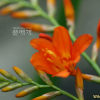 애기범부채(Tritonia crocosmaeflora Lemoine) : 풀잎사랑