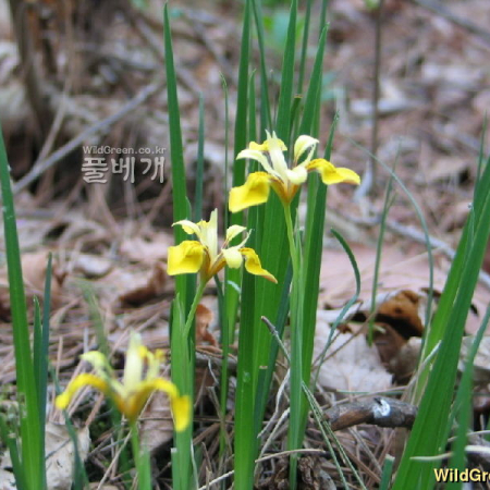 금붓꽃(Iris minutoaurea Makino) : 필릴리
